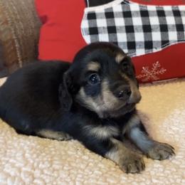 Pumbaa - Black and cream male Dachshund puppy in Gladewater, Texas from Devoted Dachshunds