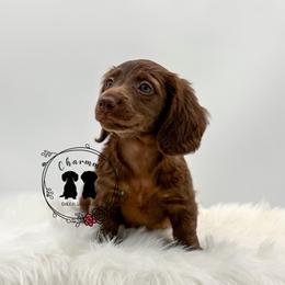 Willow ((Mocha)) - Chocolate female Dachshund puppy in Litchfield, Illinois from Charmm Dachshunds
