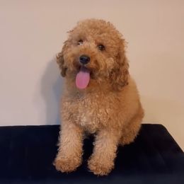 Karter - Poodle