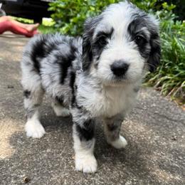 Tony Stark- Iron Man - male Australian Mountain Doodle puppy in Williamston, South Carolina from Sassy Bob’s Dogs