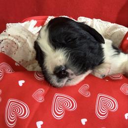Clair - White and black female Newfoundland puppy in Goodhue, Minnesota from Claypits Newfoundlands