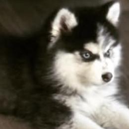 Pomskies from Pinkie's Pomskies