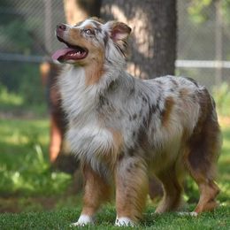 Nelli  - Australian Shepherd