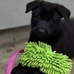 Girl 1 - female German Shepherd puppy in Spokane, Washington from Vom Haus Elbrus Kennel