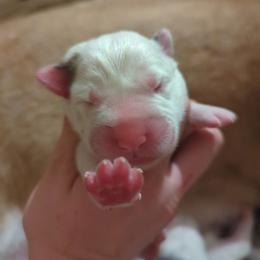 Girl 4 - White female Central Asian Shepherd Dog puppy in Mena, Arkansas from Red Desert Australian Cattle Dogs