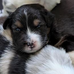 Jumper - Black tri-color male Australian Shepherd puppy in Rhode Island from Ocean Cliff Aussies