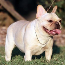 Honey - French Bulldog