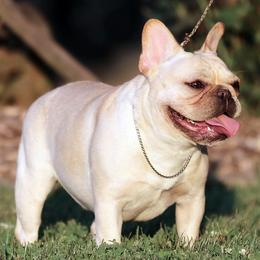 Honey - French Bulldog