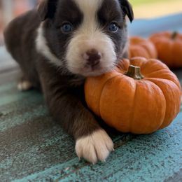 Red tri 2 - Red tri male Miniature Australian Shepherd puppy in Danville, Alabama from A&L Farms