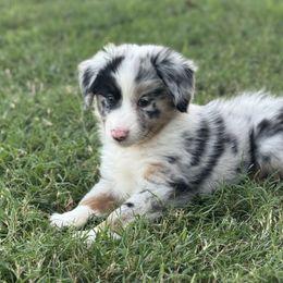Jocelyn - Blue merle female Miniature Australian Shepherd puppy in Azle, Texas from Weston Family Farms