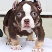 Burberry - Shorty Bull puppy in Burlington, North Carolina from Exquisite Star Kennel