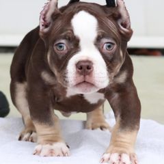 Burberry - Shorty Bull puppy in Burlington, North Carolina from Exquisite Star Kennel