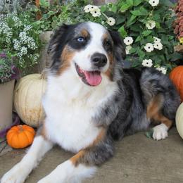 Meadow - Australian Shepherd