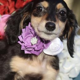 Beauty Black and Tan - Black and tan female Dachshund puppy in Woodbine, Georgia from Bowdachs Cream Pies