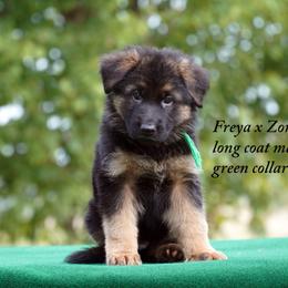 Long haired german shepherd with green collar - Black and red male German Shepherd puppy in Chrisney, Indiana from Indiana German Shepherds