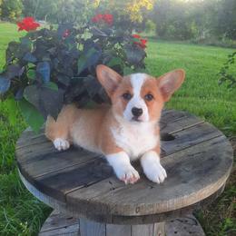 Girl 3 - Sable female Pembroke Welsh Corgi puppy in Houston, Missouri from Pistol Creek Puppies