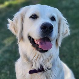 Margie - Golden Retriever