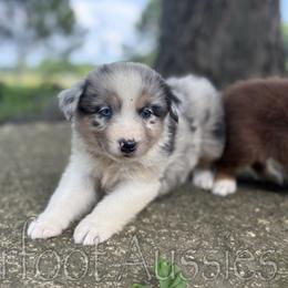 Boy 2 - Blue merle male Australian Shepherd puppy in Lowell, Indiana from Bearfoot Aussies and Tollers