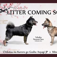 Hokkaido puppies from Tohoku Nozomi Kennel 東北望み荘