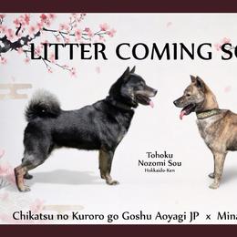 Hokkaido puppies from Tohoku Nozomi Kennel 東北望み荘