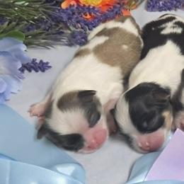 Sable Boy - Sable and white male Japanese Chin puppy in Tulsa, Oklahoma from Locust Creek Pugs & Japanese Chin's