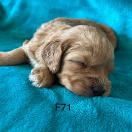 F71 - Apricot female Goldendoodle puppy in West Point, Iowa from Jim Anderson