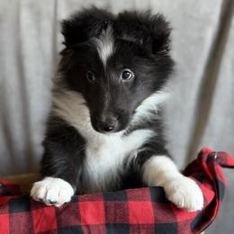 Boot - Black and white male Shetland Sheepdog puppy in Ypsilanti, Michigan from Rollinghills Breeders