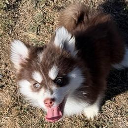 Bear - Chocolate male Pomsky puppy in Mc Minnville, Oregon from West Coast Pomskies
