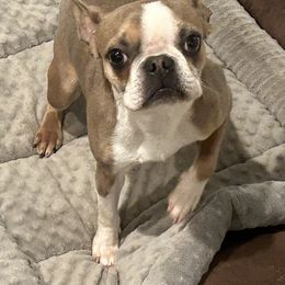 BB - Blue female Boston Terrier puppy in Yakima, Washington from Barnett’s AKC Boston Terriers