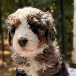 Gwen - Merle female Bernedoodle puppy in Sandy, Oregon from MC Doodles