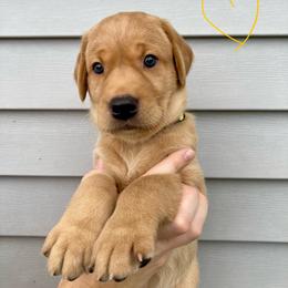 Sunny - Yellow male Labrador Retriever puppy in Newaygo, Michigan from Royal Oak Gundogs