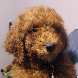 Poodles from Jessica's Poodles