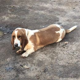 Max - Basset Hound