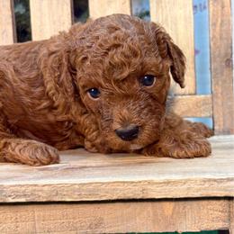 Quondo - Red  male Poodle puppy in Creston, Iowa from G–/ Kennel