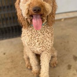 Teddy - Goldendoodle