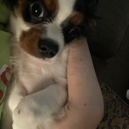 Cavalier King Charles Spaniel Puppies from Rohus Puppies