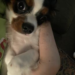 Cavalier King Charles Spaniel Puppies from Rohus Puppies