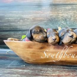 Dachshund and Poodle Puppies from Southbound Kennel