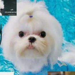 Polo - Maltese