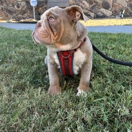 Red - Fawn and white Bulldog puppy in California from Socal G Bulldogs