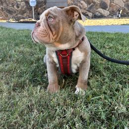 Red - Fawn and white Bulldog puppy in California from Socal G Bulldogs