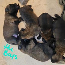 Boy 4 - Fawn sable male Belgian Malinois puppy in Hardinsburg, Indiana from S & S Kennel