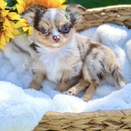 Libby Light-Sprite - Merle female Chihuahua puppy in Anderson, South Carolina from Lil Treasures Chihuahuas