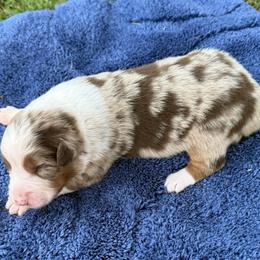 Cooper - Red merle male Australian Shepherd puppy in Mount Vernon, Texas from RJ's Aussie Posse