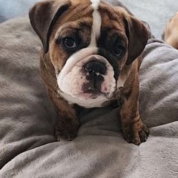 Bulldog Puppies from Mary Estabrook