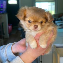 Eevee - Chocolate brindled fawn female Chihuahua puppy in North Ridgeville, Ohio from Happy Pups