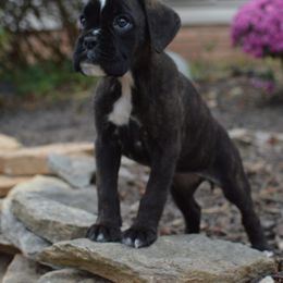 Boxer Puppies from Euro Boxx Boxers