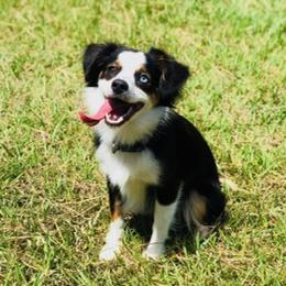 Toy Australian Shepherds from Elite Breeds