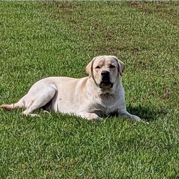 Keg - Labrador Retriever