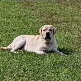 Keg - Labrador Retriever